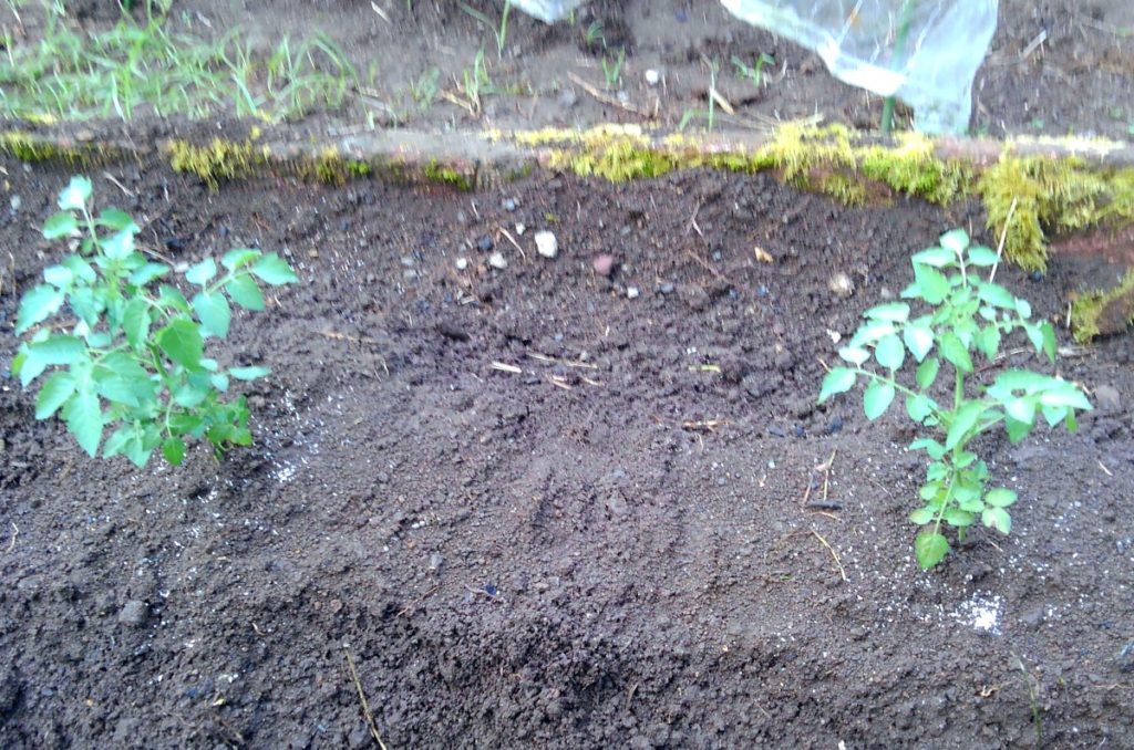 トマト-1024x678 キャベツと大根を植えた