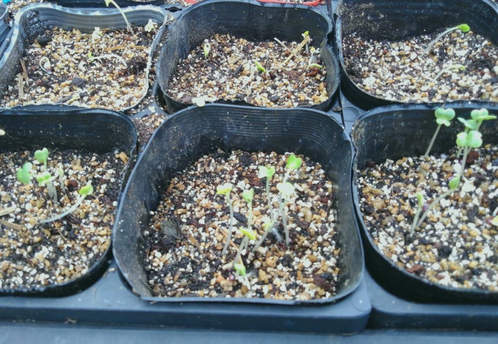 白菜-1024x707 キャベツと大根を植えた