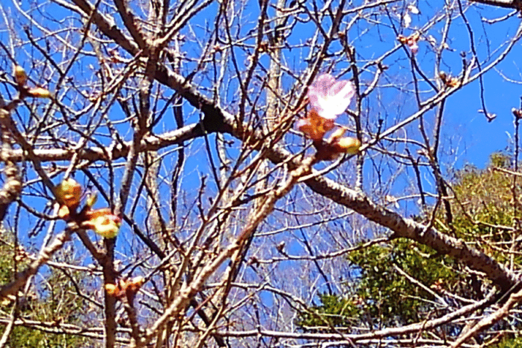 KIMG5924-1024x684 河津桜が咲き始めた。
