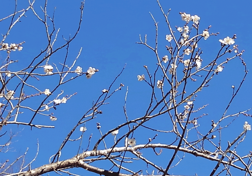 KIMG5928-1024x715 河津桜が咲き始めた。