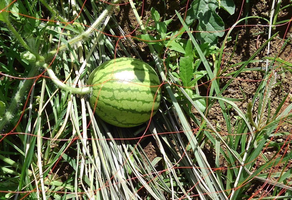 KIMG7777-1024x701 大玉西瓜の収穫時期？