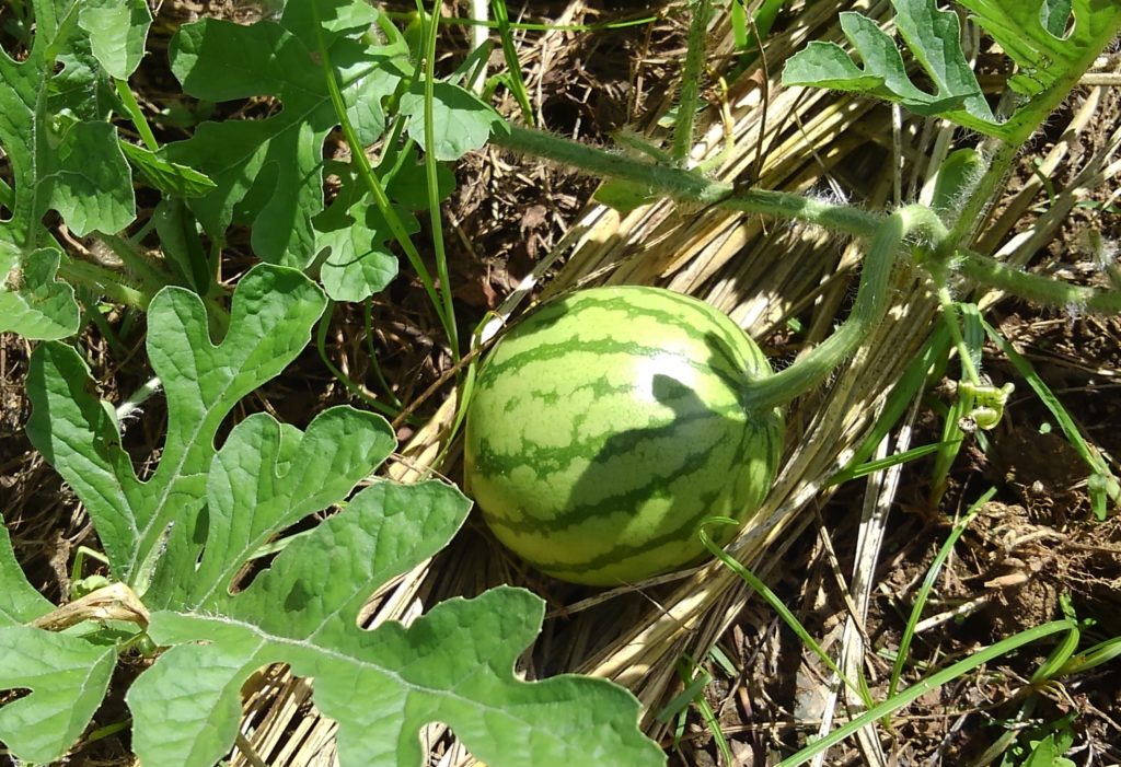 KIMG7778-1024x701 大玉西瓜の収穫時期？