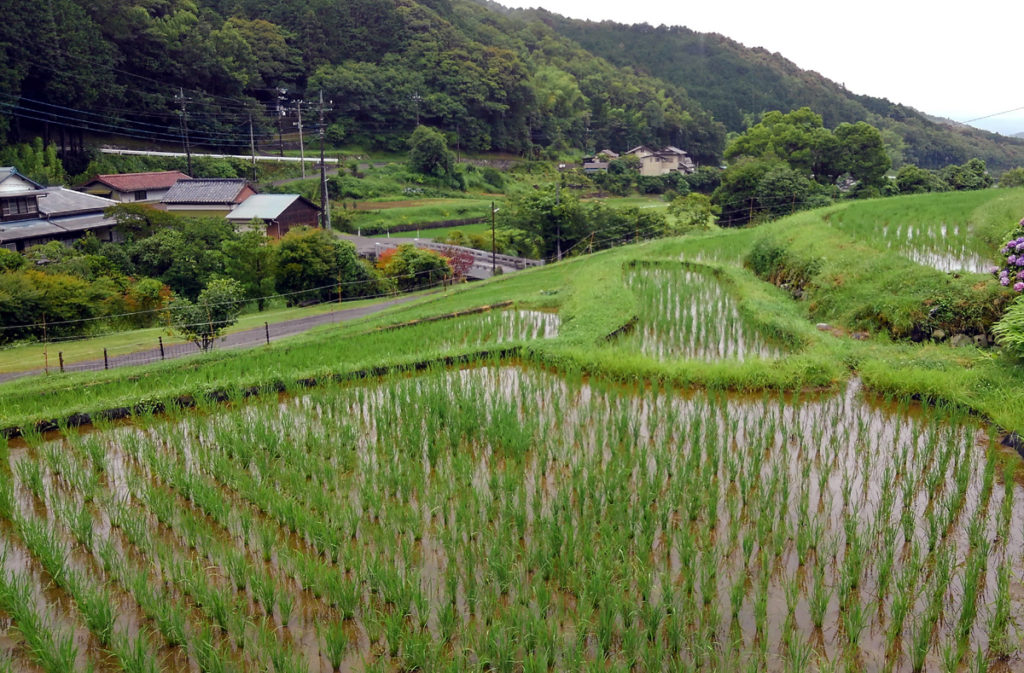 7-10 2021・米作り（田植えから稲刈りまで）