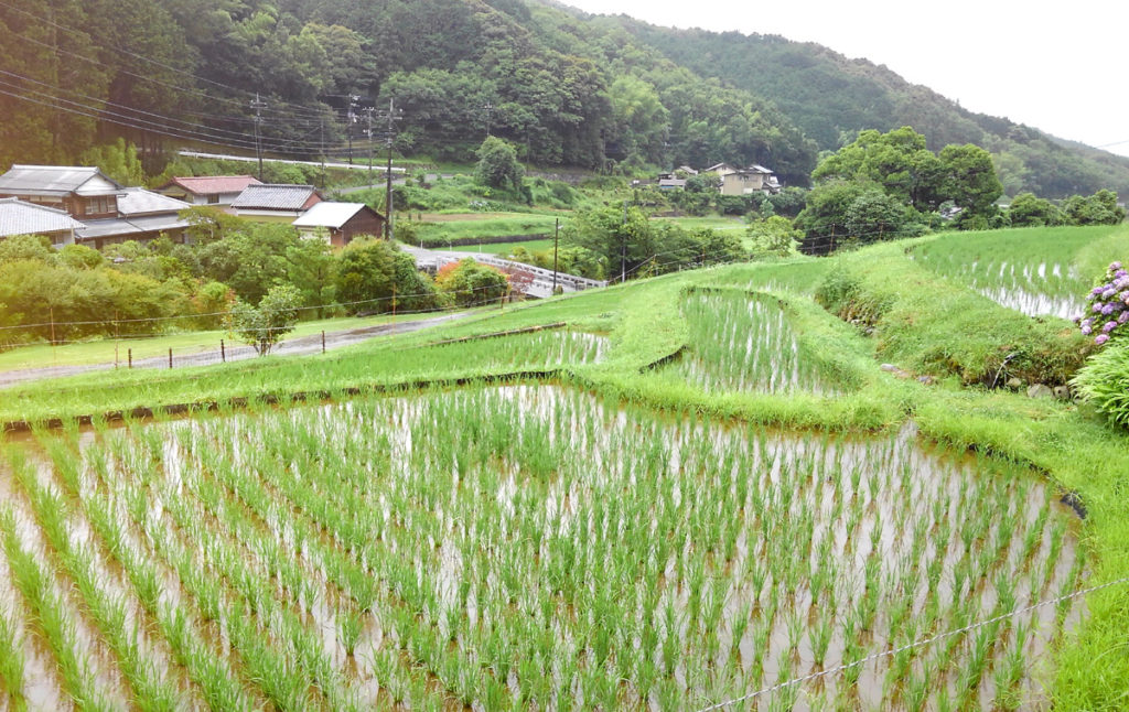 7-11 2021・米作り（田植えから稲刈りまで）