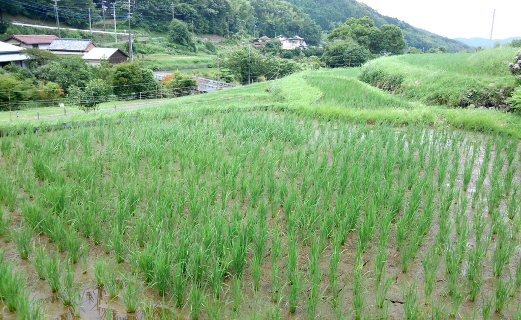 7-12 2021・米作り（田植えから稲刈りまで）