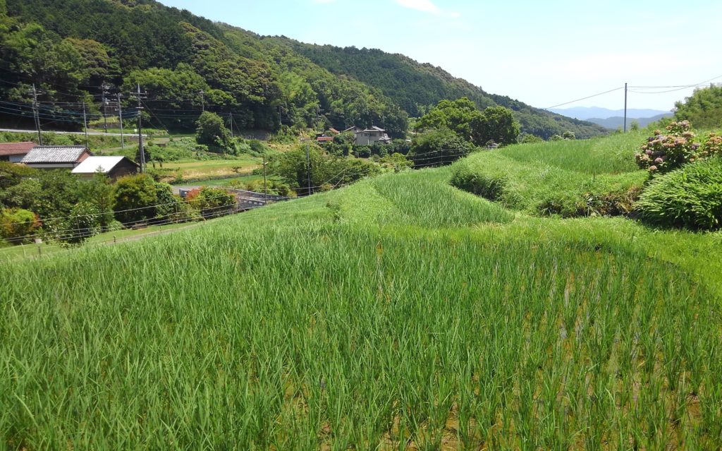 7-13 2021・米作り（田植えから稲刈りまで）