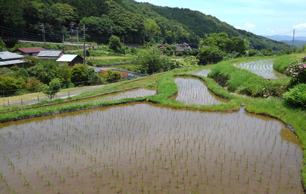 7-5 2021・米作り（田植えから稲刈りまで）