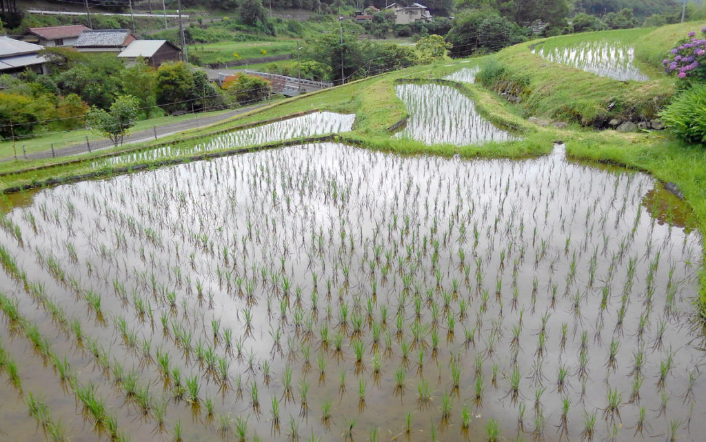 7-8 2021・米作り（田植えから稲刈りまで）