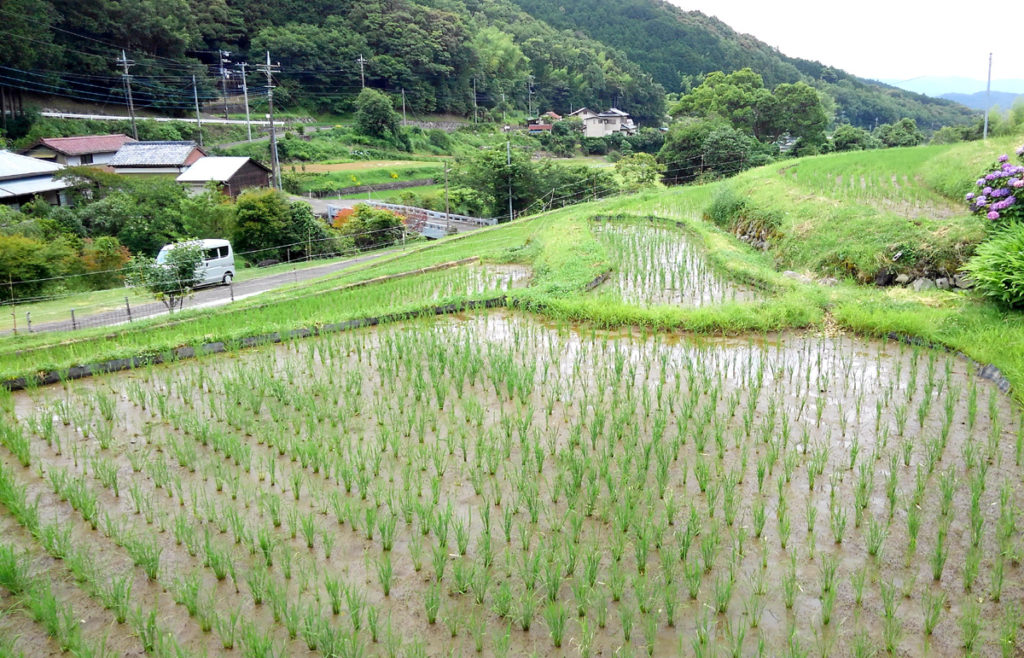 7-9 2021・米作り（田植えから稲刈りまで）