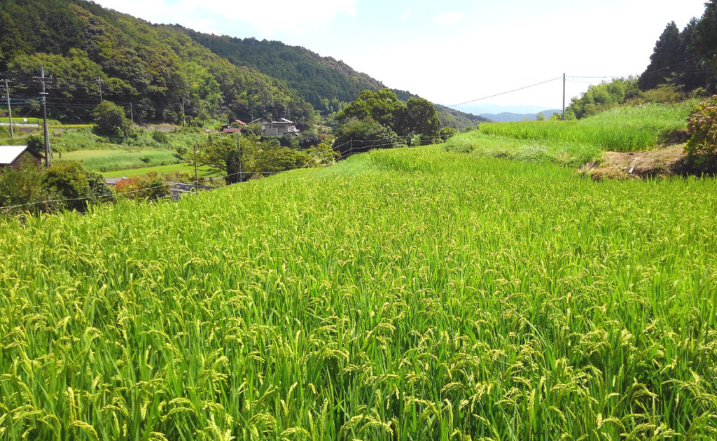 8-30 2021・米作り（田植えから稲刈りまで）