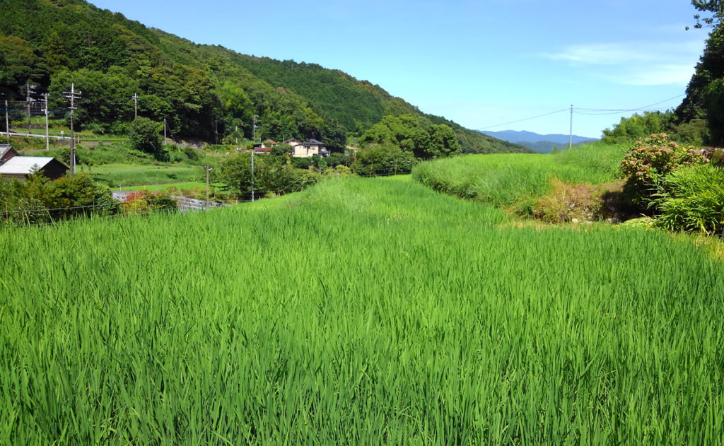 8-5 2021・米作り（田植えから稲刈りまで）