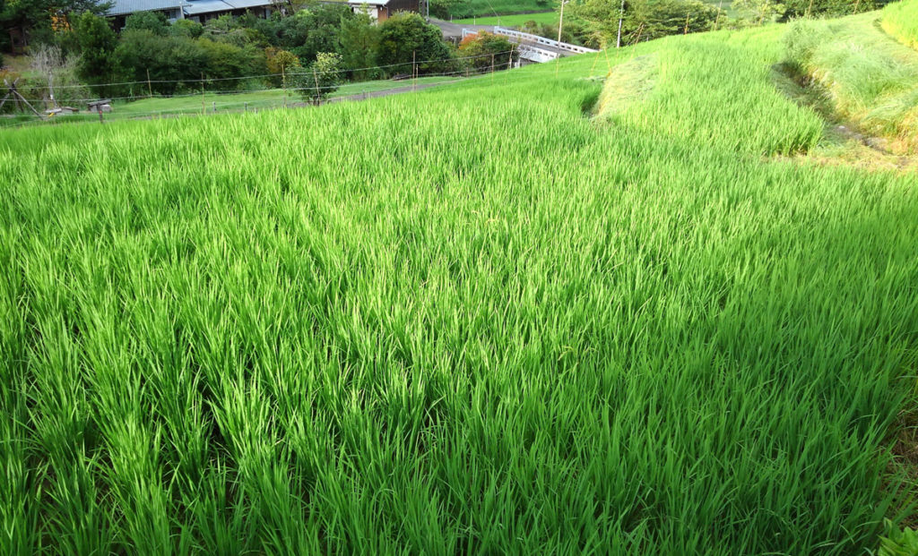 8-8-1 2021・米作り（田植えから稲刈りまで）