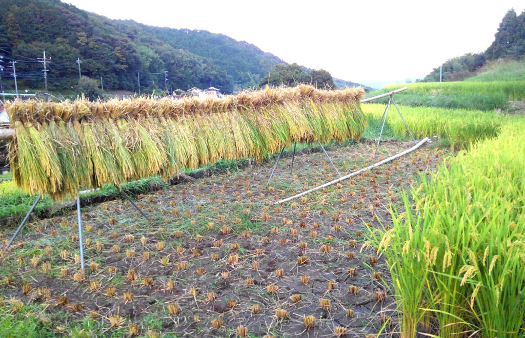 9-20-3 2021・米作り（田植えから稲刈りまで）