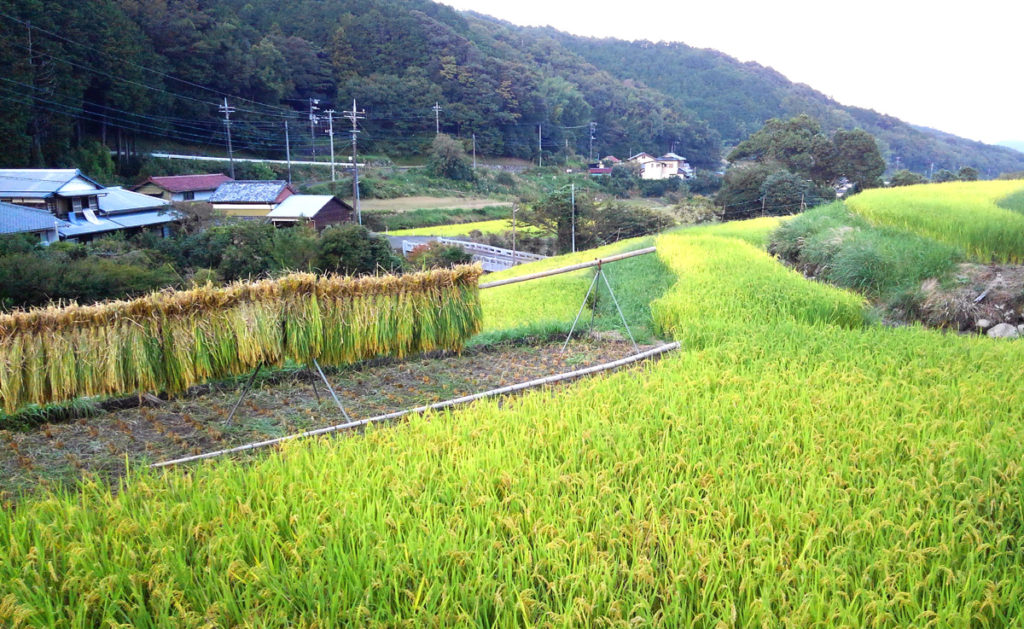 9-20-4 2021・米作り（田植えから稲刈りまで）
