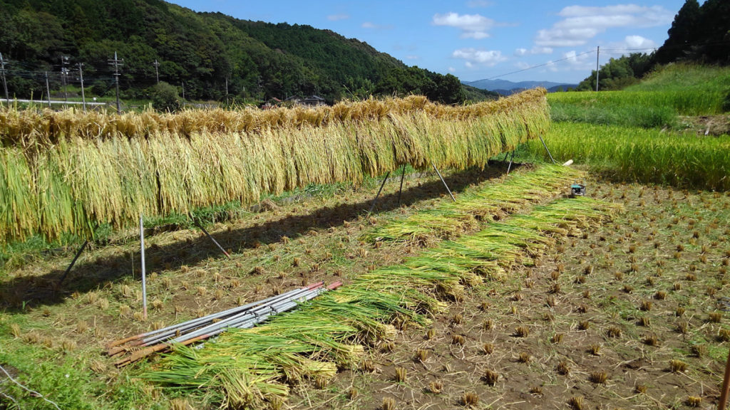 9-21 2021・米作り（田植えから稲刈りまで）