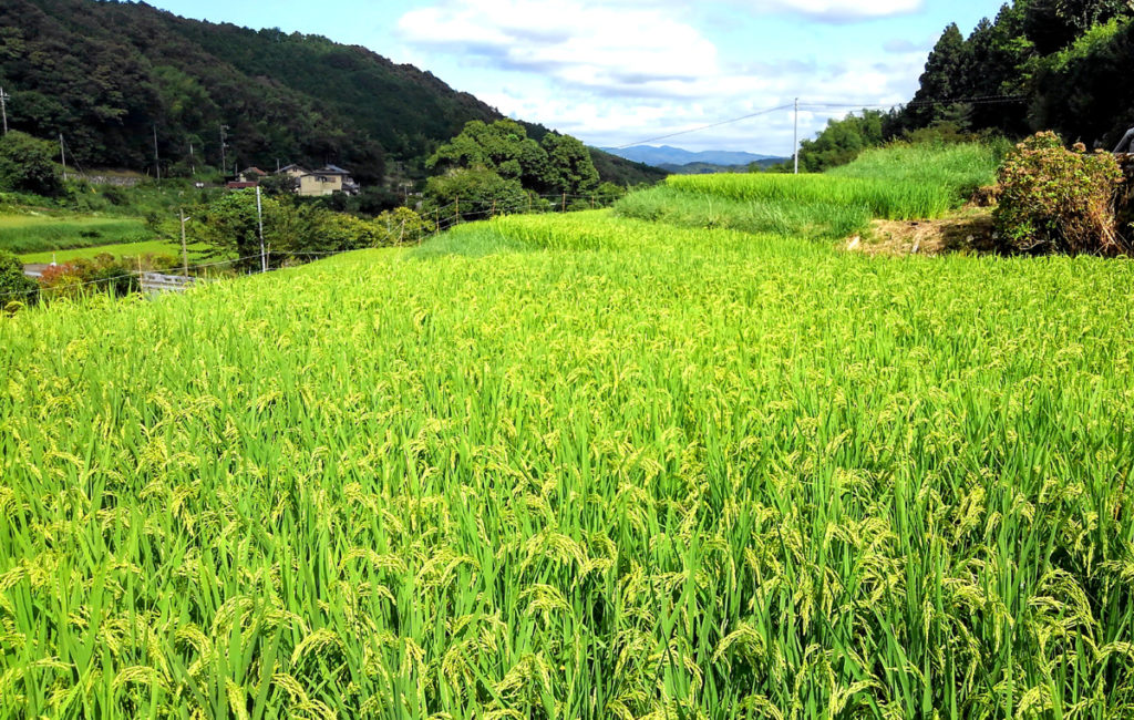 9-5 2021・米作り（田植えから稲刈りまで）