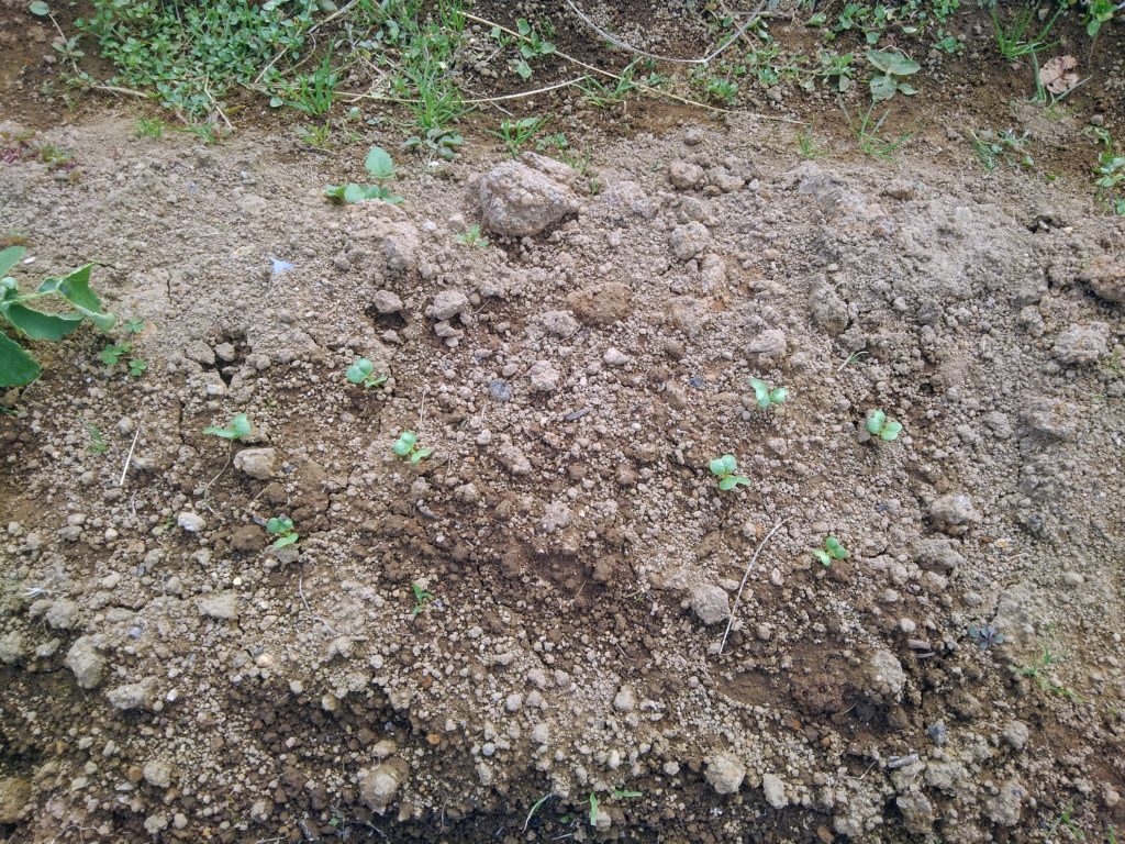 KIMG9470-1024x768 玉葱苗の植え付け＆里芋掘り