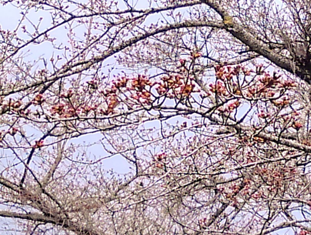 KIMG0613-1024x775 咲きそうで咲かない桜の蕾