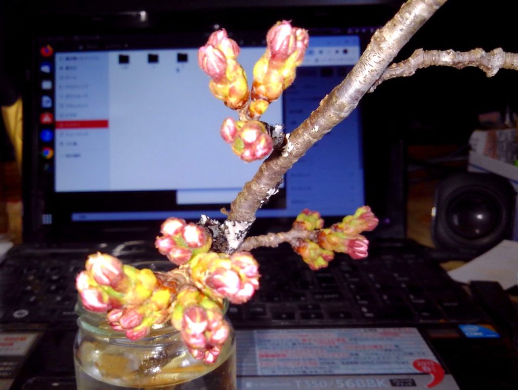 KIMG0614-1024x771 咲きそうで咲かない桜の蕾