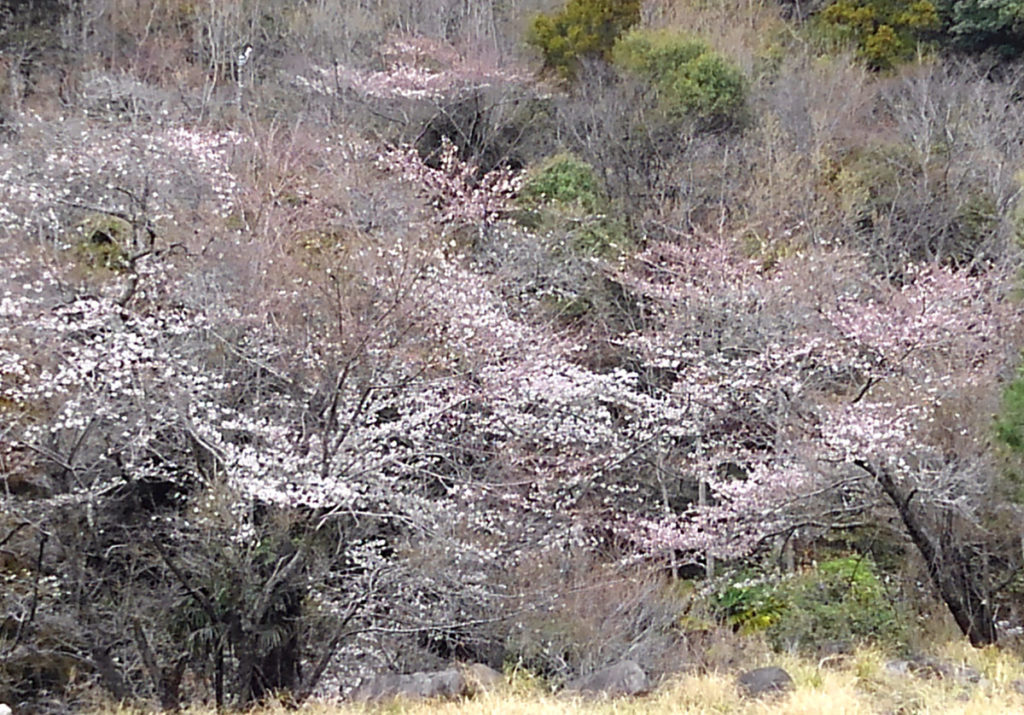 KIMG0719-1024x715 桜は見頃を迎えた。