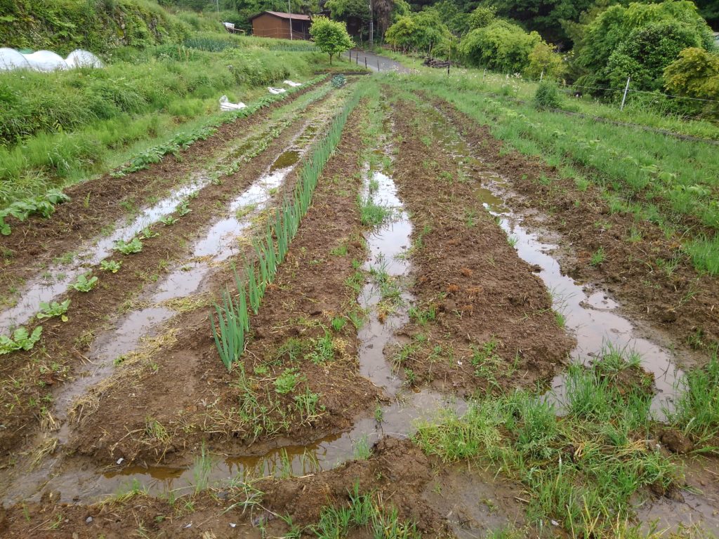 KIMG1113-1024x768 雨後の畑の様子