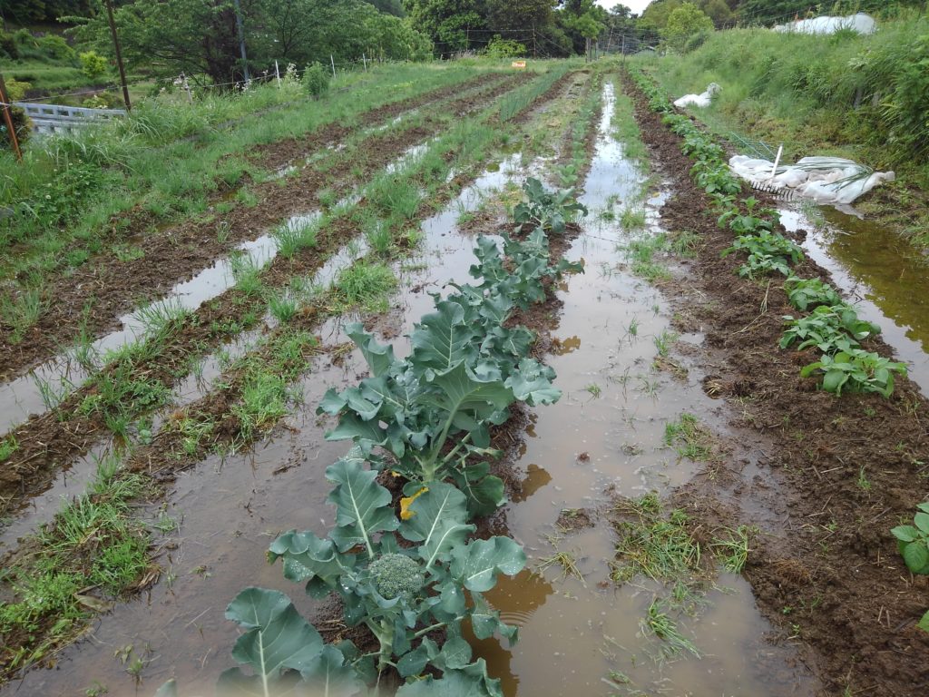 KIMG1123-1024x768 雨後の畑の様子
