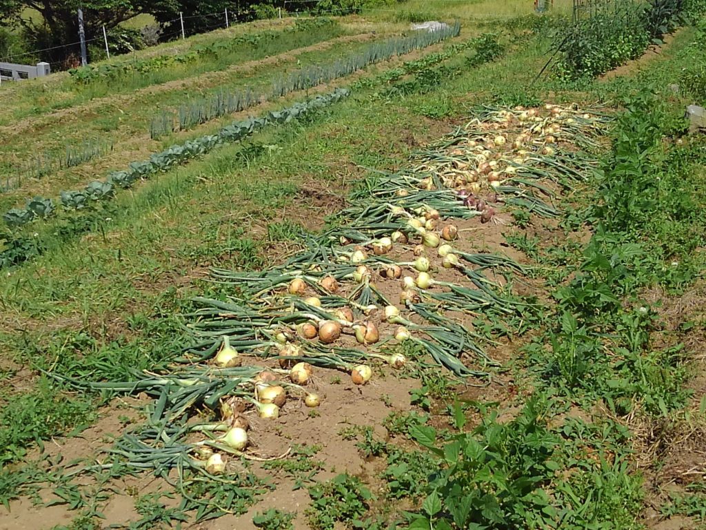 KIMG1429-1024x768 ジャガイモと白玉葱を収穫した