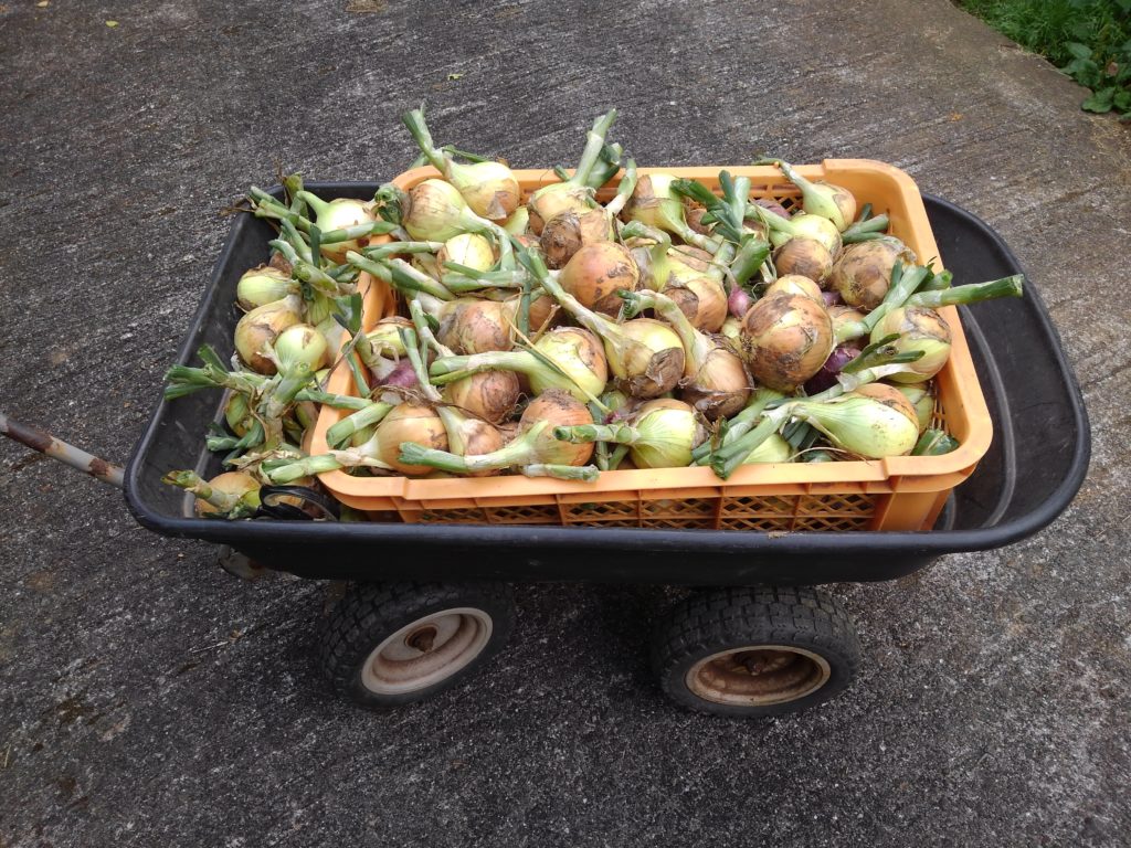 KIMG1433-1024x768 ジャガイモと白玉葱を収穫した