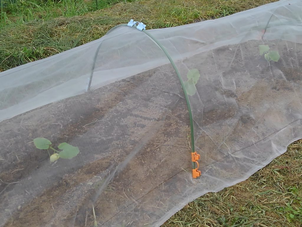 KIMG1796-1024x768 昨日、赤かぼちゃ苗を植え付けた