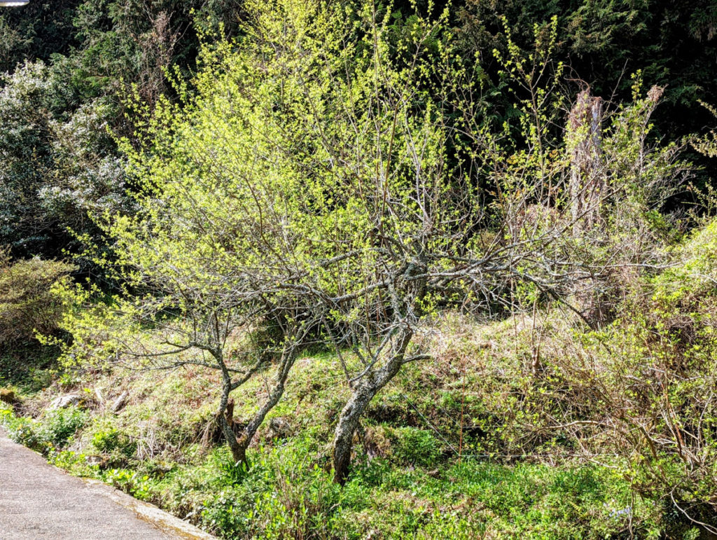 PXL_20230403_005749852_2-1024x771 大谷さん！凄い！！今季初HR！