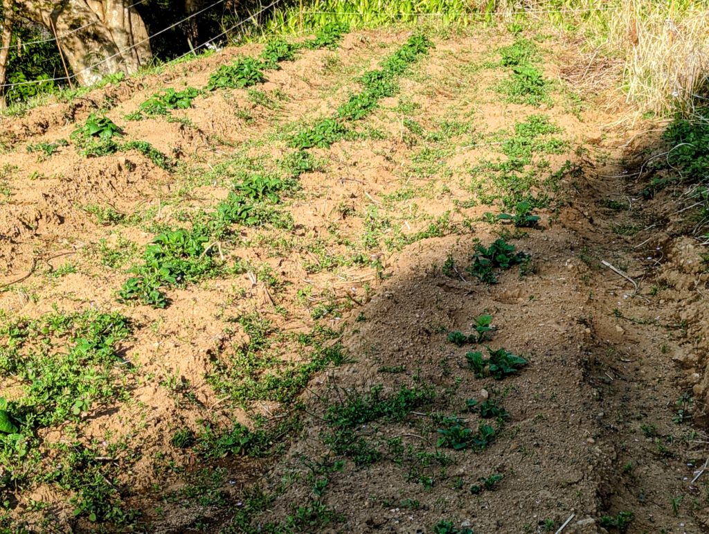 PXL_20230403_071723676_2-1024x771 大谷さん！凄い！！今季初HR！