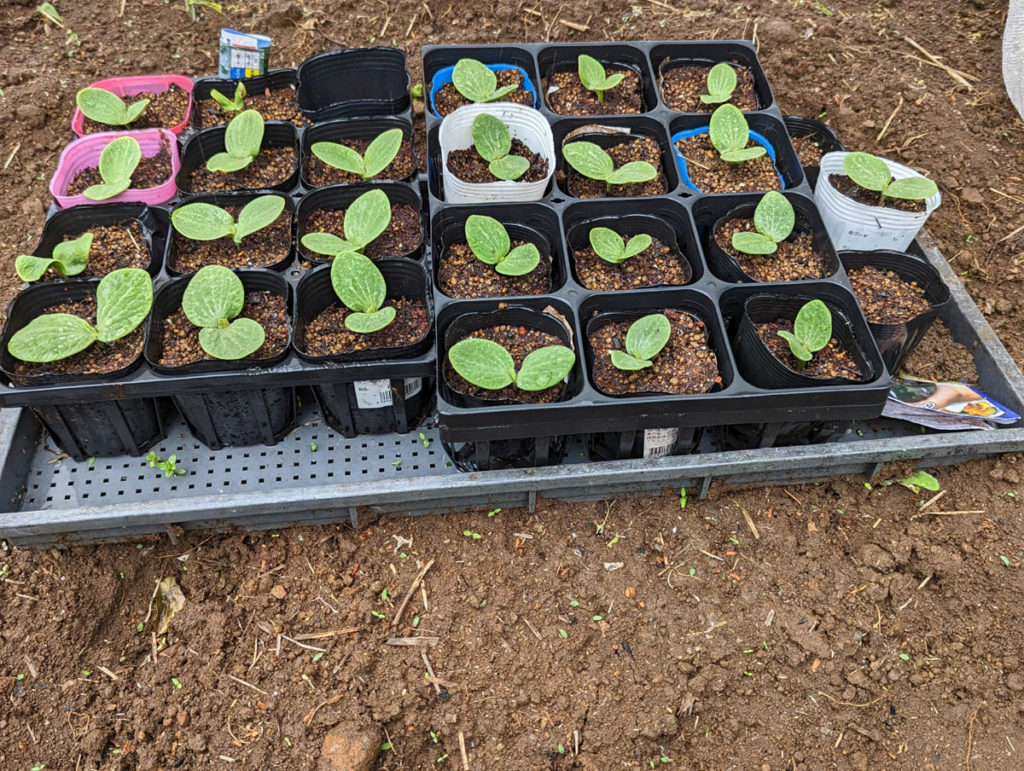 PXL_20230415_025322609-1024x771 恵みの雨