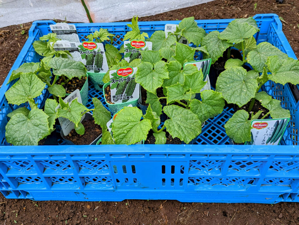 PXL_20230415_0253481112-1024x771 恵みの雨