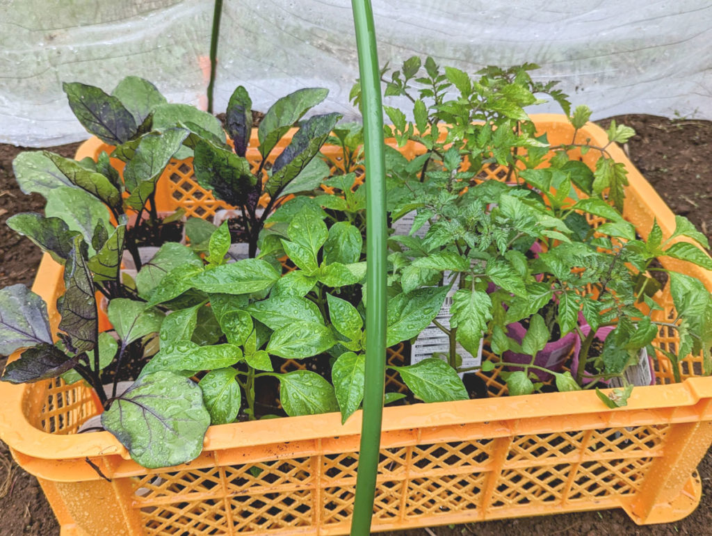 PXL_20230415_0254181222-1024x771 恵みの雨