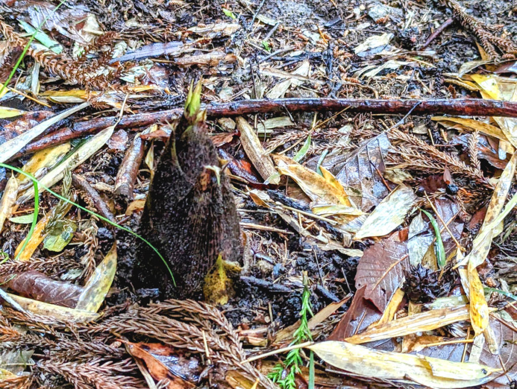 PXL_20230415_0311181172-1024x771 恵みの雨