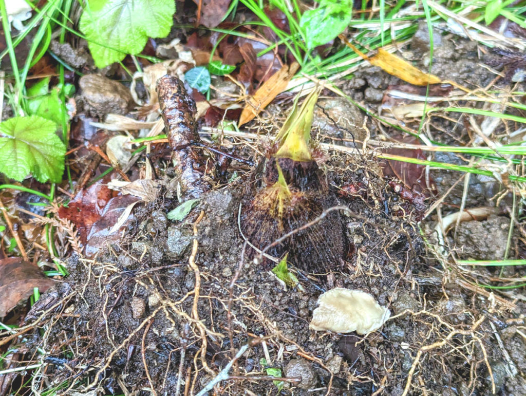 PXL_20230415_0312445492-1024x771 恵みの雨