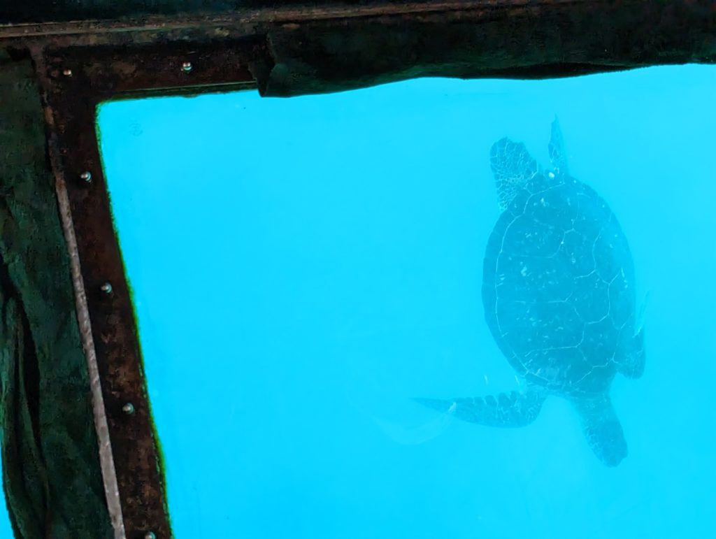 PXL_20230512_0443010076-1024x771 石垣島／2日目