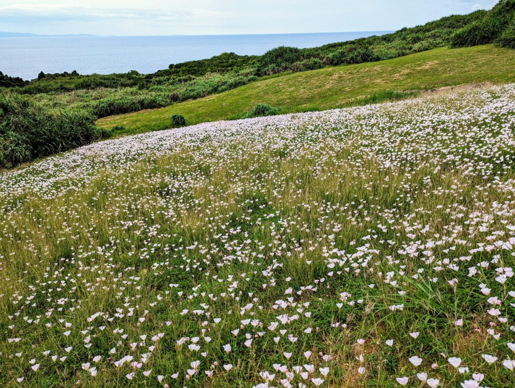 PXL_20230512_0530240582-1024x771 石垣島／2日目