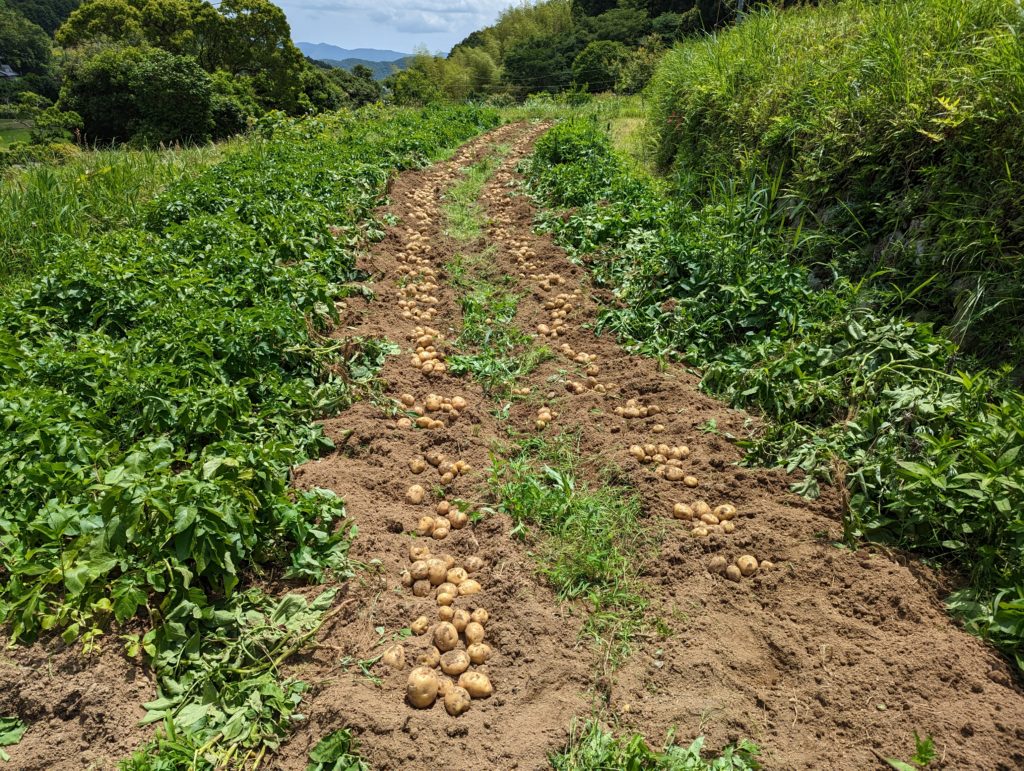 PXL_20230528_013753114-1024x771 ジャガイモ（キタアカリ・メークイン)を収穫