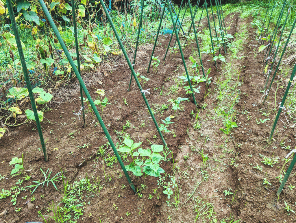 k1-1024x771 久しぶりの修善寺ベース