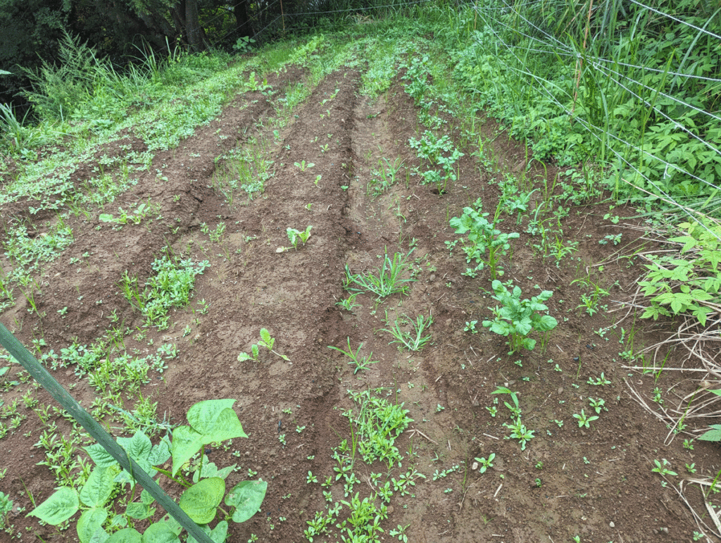 k3-1024x771 久しぶりの修善寺ベース