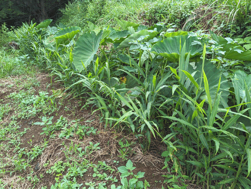 k4-1024x771 久しぶりの修善寺ベース