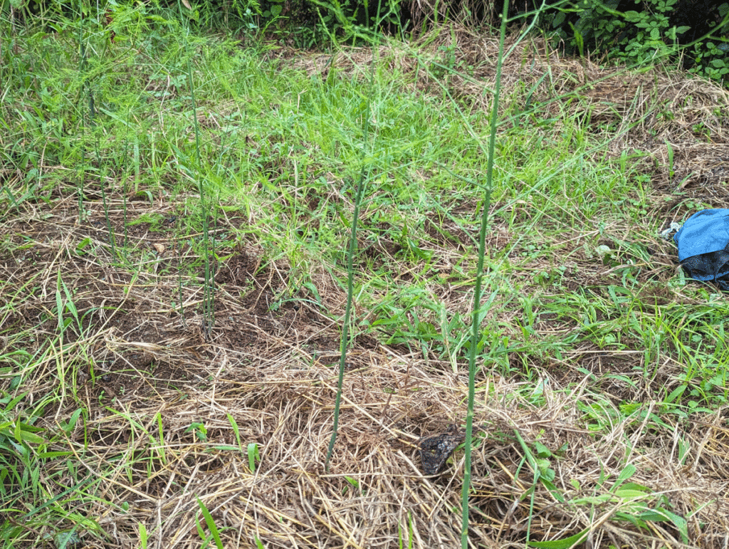 s1-1024x771 久しぶりの修善寺ベース