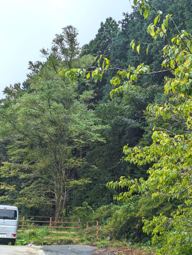 PXL_20231004_023731155.MP_-771x1024 秋雨