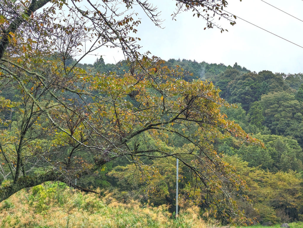 PXL_20231004_023742756.MP_-1024x771 秋雨