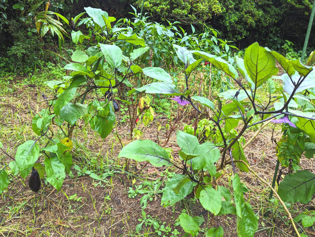 PXL_20231004_023929211.MP_-1024x771 秋雨