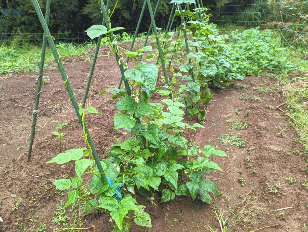 PXL_20231004_024356380.MP_-1024x771 秋雨