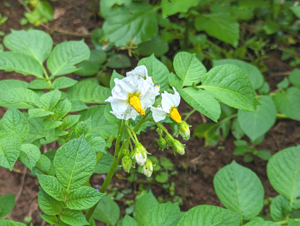 PXL_20231004_024457878.MP_-1024x771 秋雨