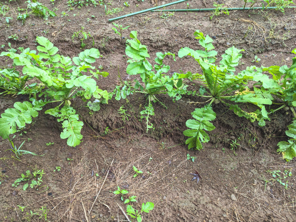 PXL_20231004_024543544.MP_-1024x771 秋雨