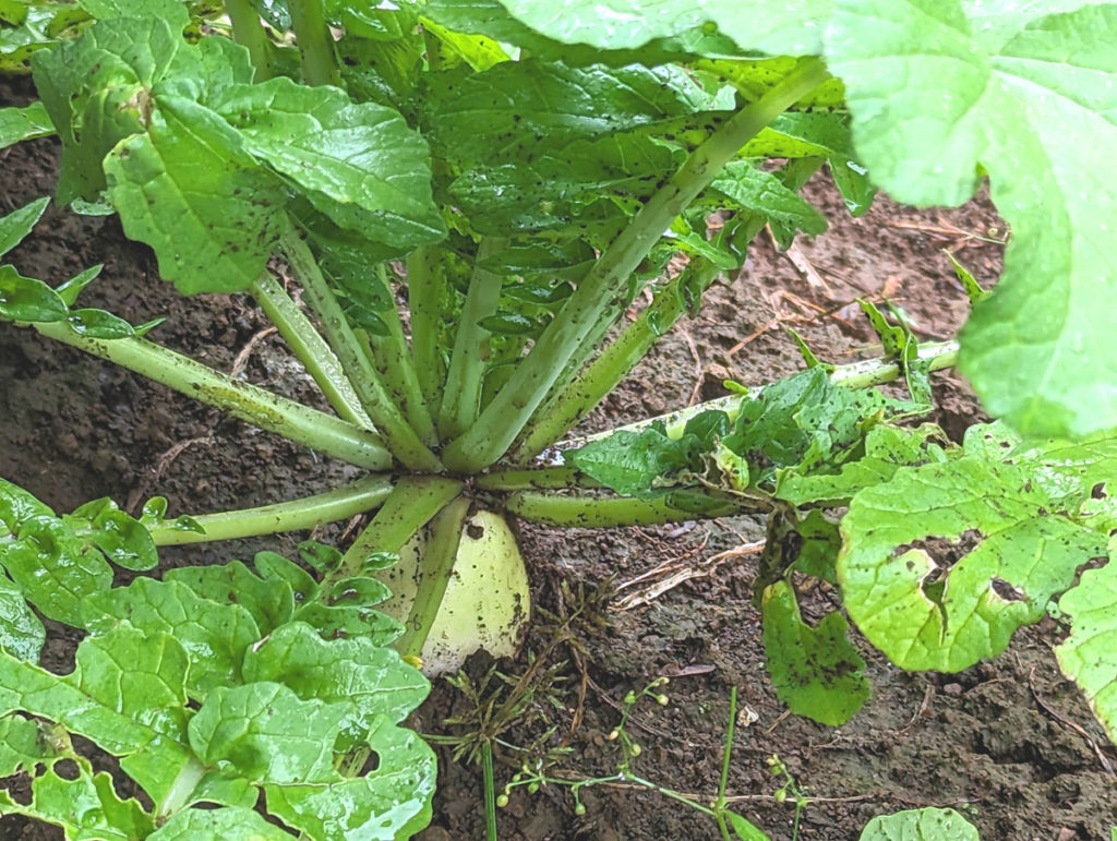 PXL_20231004_024553816.MP_-1024x771 秋雨